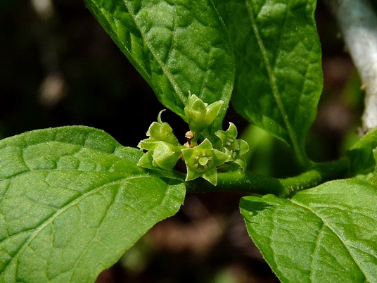 {Pyrularia pubera}